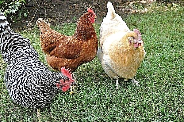 Thoroughbred chickens of the Dominant: description, productivity, care and maintenance