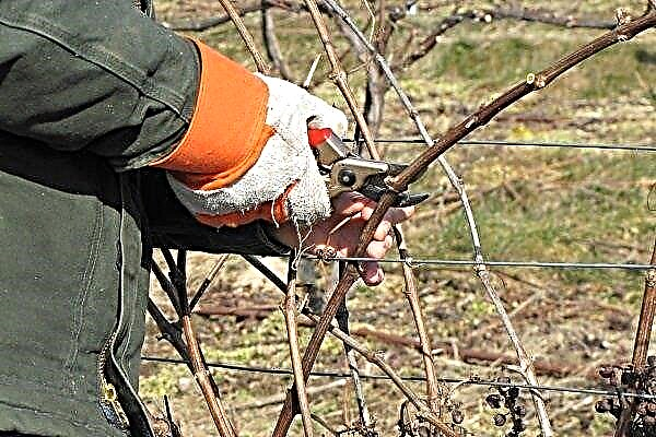 Spring pruning of grapes: execution technique, formation and other subtleties