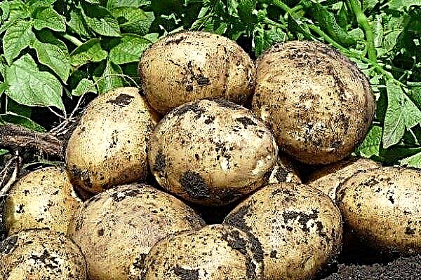 Potato variety Timo: quality, planting and care
