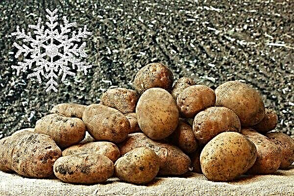 What varieties of potatoes are suitable for growing in Siberia?