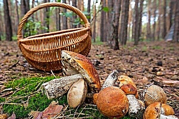 What mushrooms grow in the Rostov region?