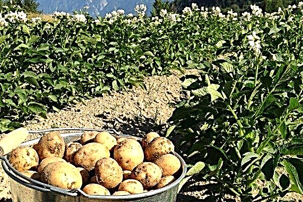Veneta early potato - German selection
