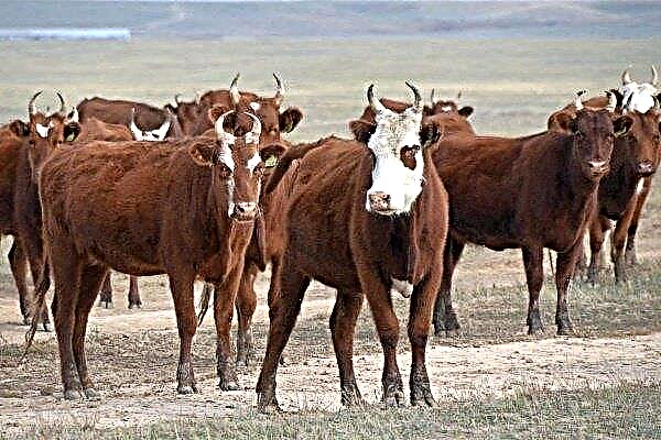 Vacas de raza Kalmyk: características, productividad y contenido.