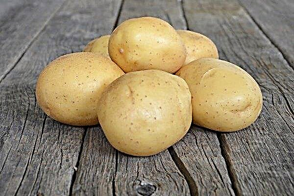 البطاطس "ميلودي" من الاختيار الهولندي: وصف متنوع