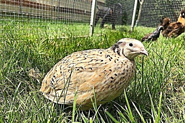 Features of the Manchu quail: care, maintenance and breeding of birds