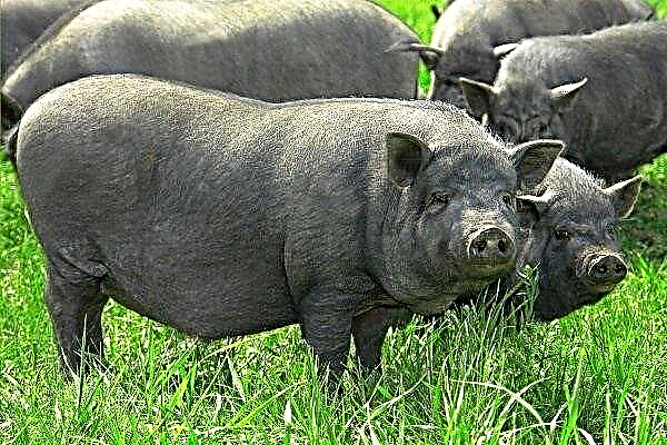 Giống lợn karmal: mô tả, tính năng của bảo trì và chăm sóc