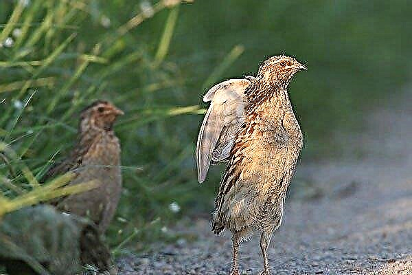 Quail fights and pecks each other: causes and methods to prevent biting
