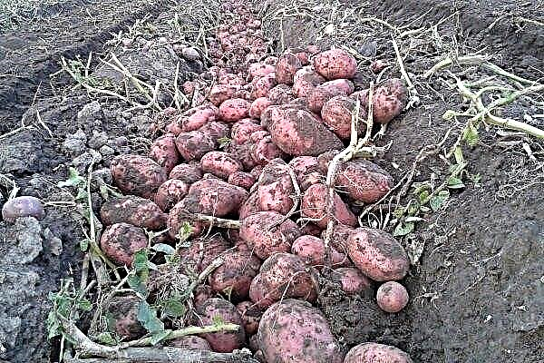 Variedade de batata "Rosara": características, como plantar e cuidar?
