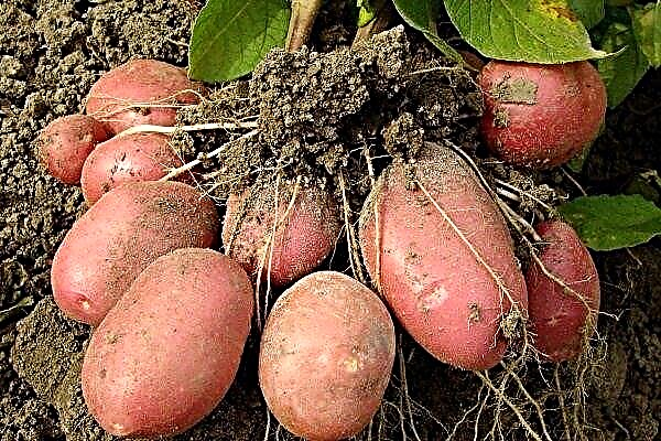 تنوع البطاطا "الجمال": الوصف والزراعة والرعاية