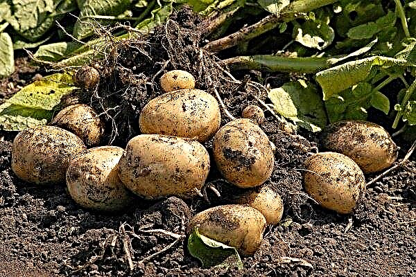 تنوع البطاطس "لورش": الوصف والغرس والزراعة والرعاية