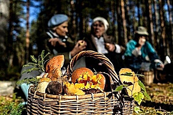 Jamur apa yang tumbuh di Wilayah Primorsky?