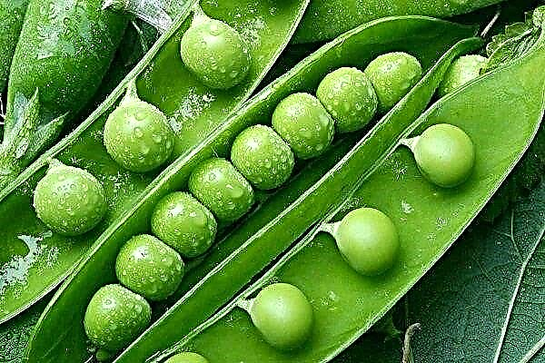 How to cultivate sowing peas?