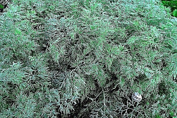 How to grow alligator dill on greens and seeds?