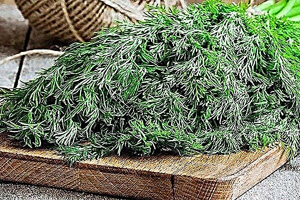 Mushroom variety of dill: characteristics, planting and care