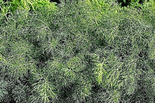Bushy dill: characteristics and instructions for growing