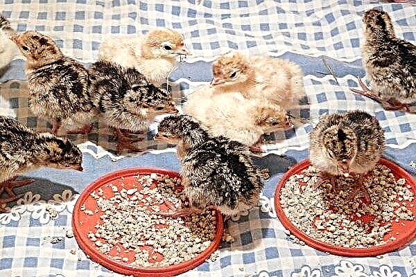 Rules for feeding turkey poults: menu, dosage, allowed and prohibited products