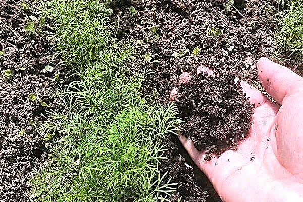 How to grow dill in open ground?