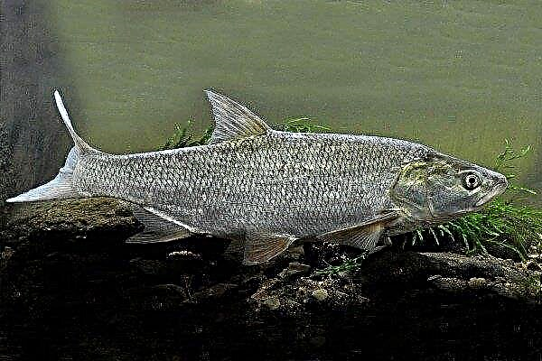 Asp: description et caractéristiques des poissons. Comment attraper et peut-il être cultivé?