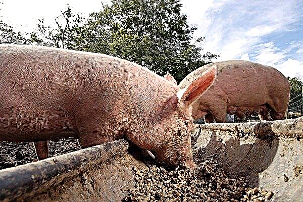 How and what to feed pigs: the basics of feeding, diet and methods of feeding