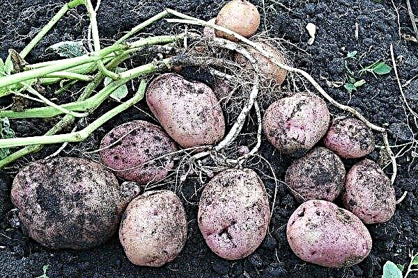 Caratteristiche della varietà di patate Romano: caratteristiche, semina e cura