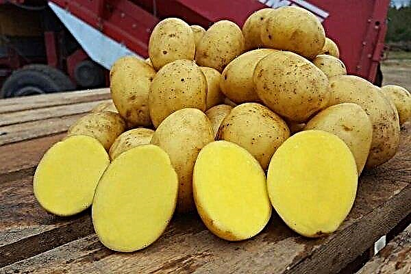 Variedade de batatas “Scrub”: características, características de plantio e cuidado