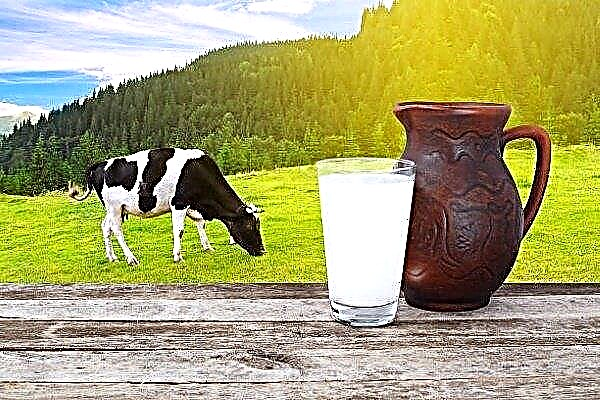 What is milk: varieties and their features