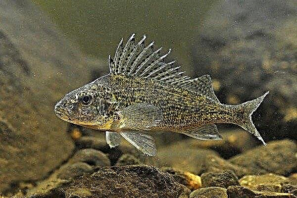 Pește ruff obișnuit: caracteristici, stil de viață, pescuit și reproducere