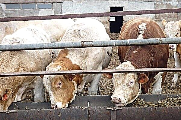 Gobios para la carne: los fundamentos del negocio, las reglas para la cría, alimentación y comercialización de carne.