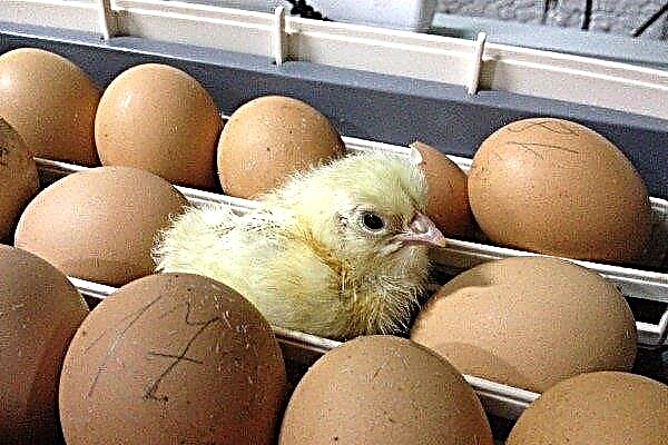Caratteristiche di incubazione di uova di gallina a casa