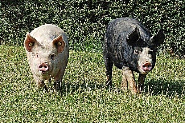 Apa jenis baka babi: keterangan, ciri, produktiviti
