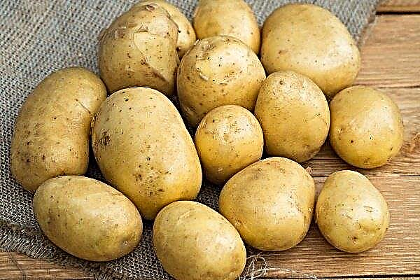 Potato Golubizna - a variety from domestic breeders