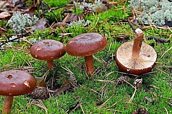 Amer: description et caractéristiques du champignon