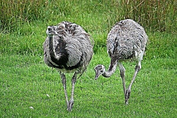 Nanda - a complete description of the American "ostrich"