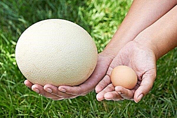 Stručio kiaušinis: išsamus sveiko delikateso aprašymas