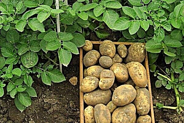 Overzicht van het aardappelras "Good luck"