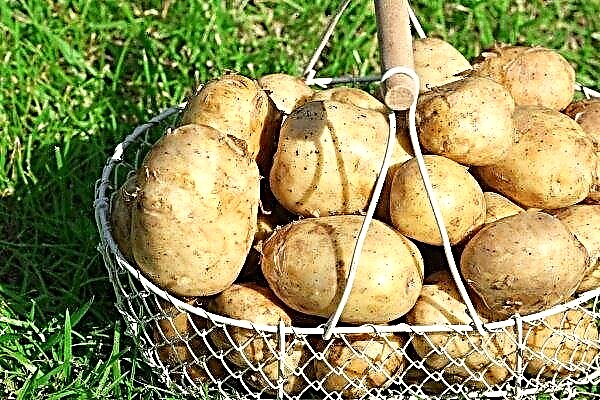 Features of the Tuleevsky potato variety: description, quality, cultivation and care