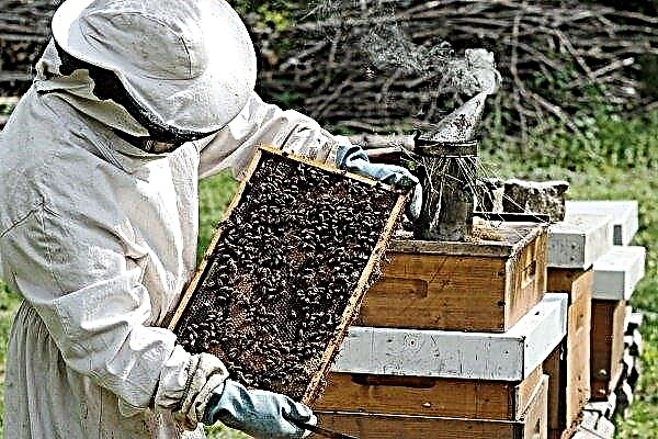 How to properly prepare bees for wintering: rules and useful recommendations