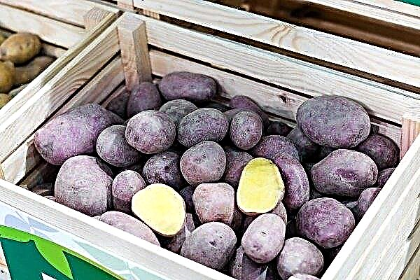 Potato "Black Prince": a detailed description of the variety