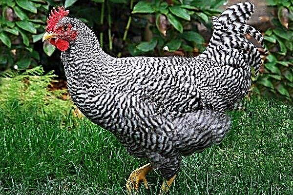 Breed of chickens Amroks: features of care and raising