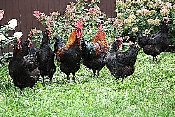 マラン種鶏の説明：特徴、品種、飼育および繁殖