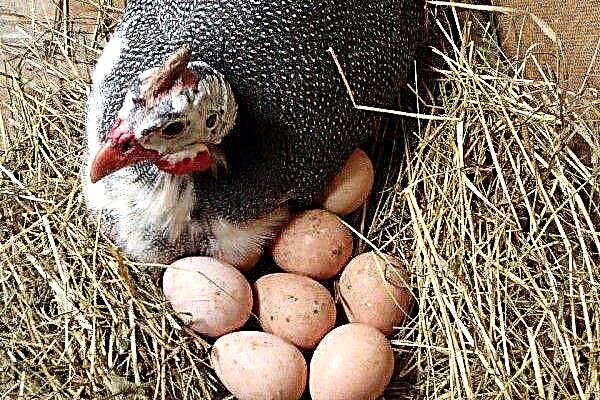 Eierproductie van parelhoenders of wanneer beginnen parelhoenders eieren te leggen?