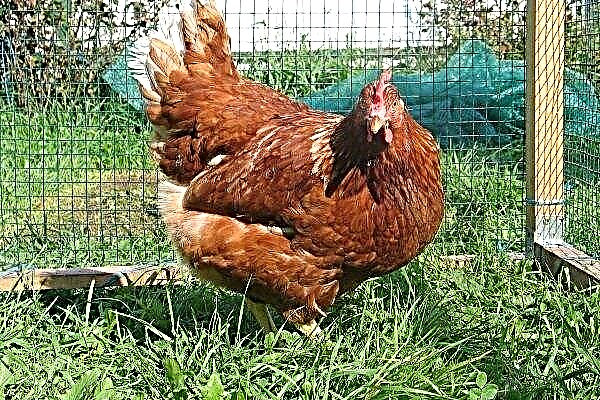 Redbro chickens: a detailed description of the breed