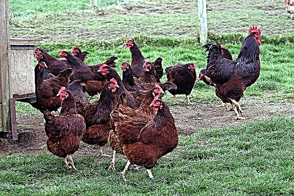 Κοτόπουλα Rhode Island: χαρακτηριστικά φυλής, απόδοση, κανόνες διατήρησης και αναπαραγωγής