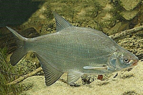 Fish Bream: a detailed description, fishing and breeding