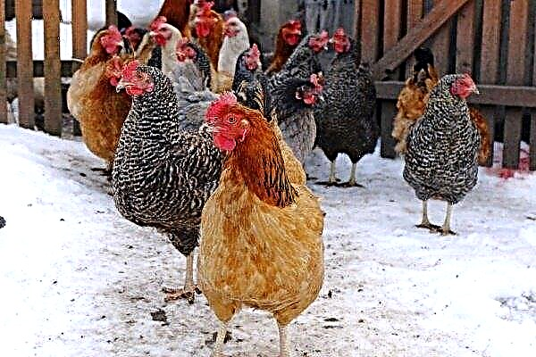 The most suitable breeds of chickens for Siberia: an overview of the best