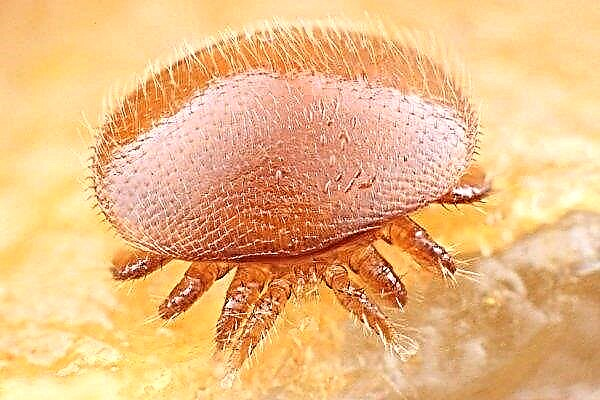 De teek van varroa: hoe de infectie tijdig te identificeren en te bestrijden