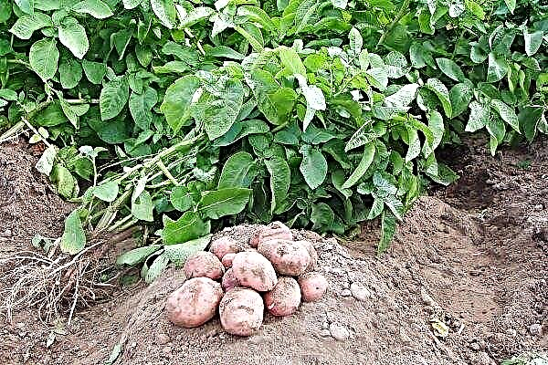 تنوع البطاطس "سلافيانكا": الوصف والجودة والزراعة والرعاية