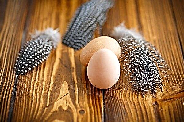 بيض دجاج غينيا - ما هي فوائدها ، وكيف تبدو وأين يتم استخدامها؟