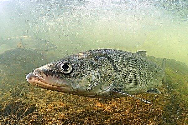 Ribe Nelma: podroben opis in ribolovne metode