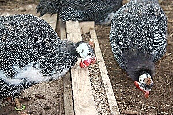 How and what to feed guinea fowls: mode, menu and rules for feeding